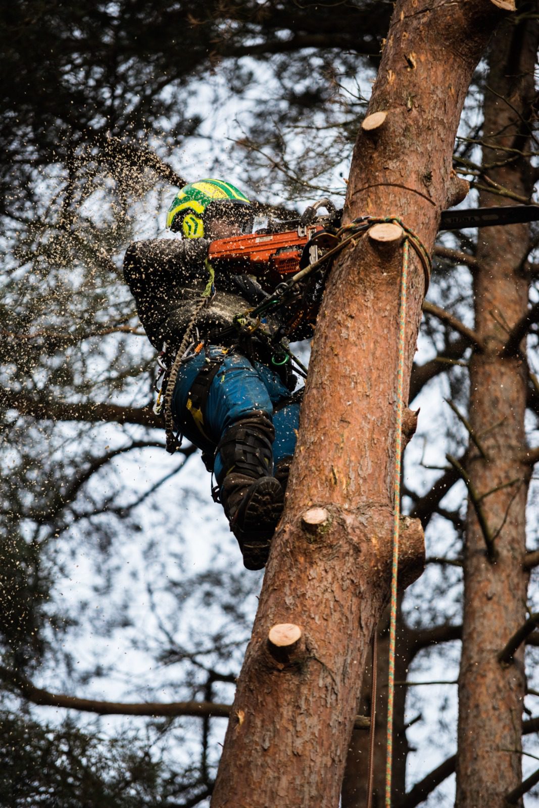 Tree Removal York Trident Tree Works