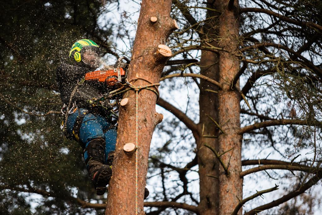 Crown Lifting Trees