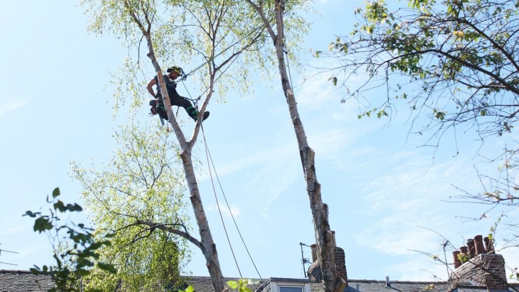 Tree Surgeon York