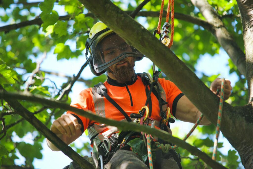 Tree Survey York