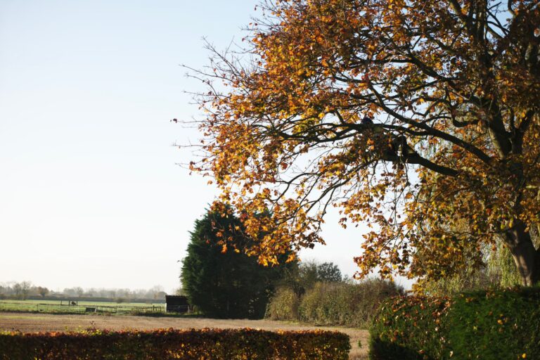 Tree Pruning York