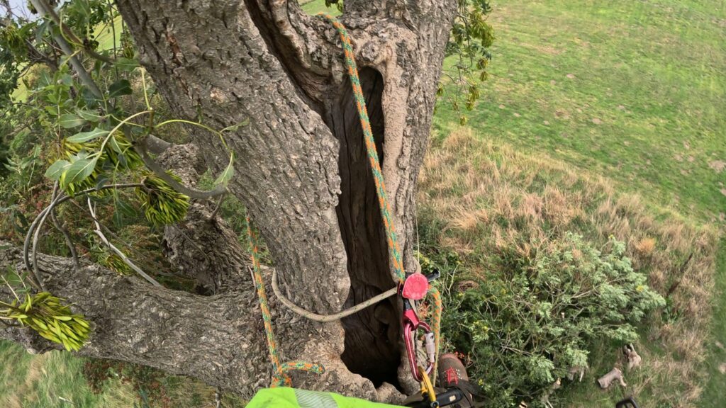 Dead Tree removal Haxby