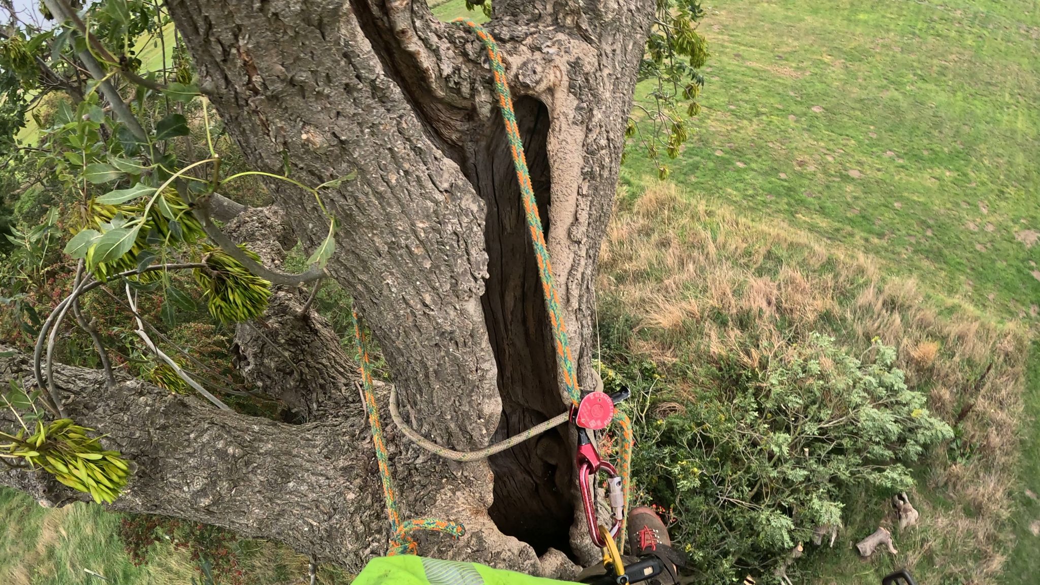 Dead Tree removal Haxby