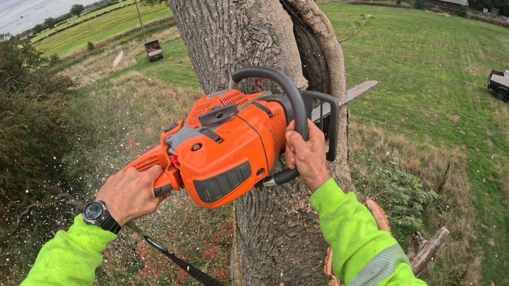 Dead Ash Removal Haxby