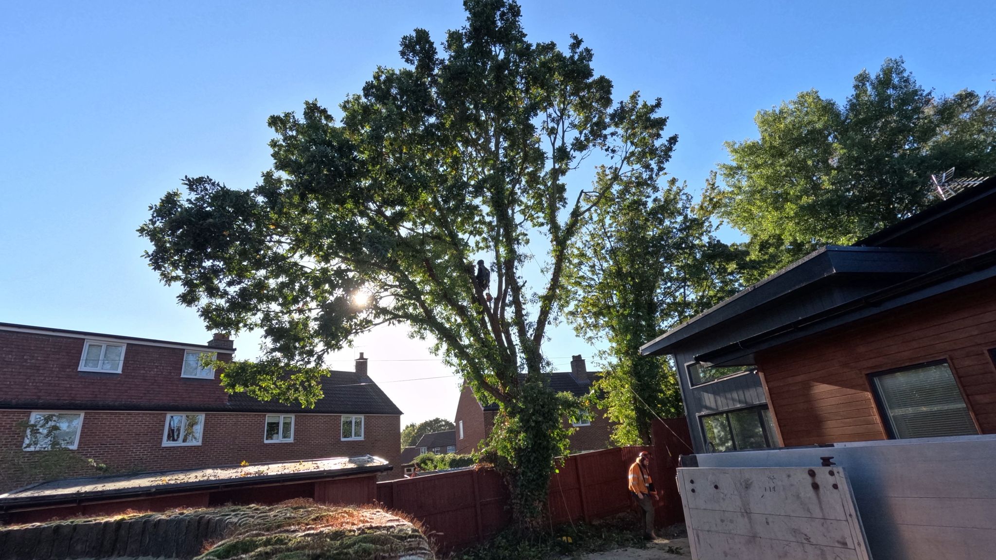 Oak Removal Bishopthorpe